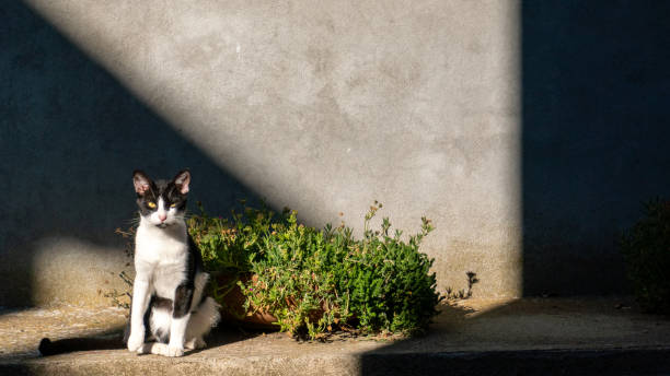 cat sitting in front of wall in light and shadow
