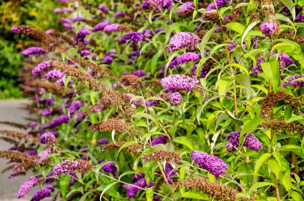 Number of Buddleja davidii bushes, also known as butterfly bushes, with purple flowers, on a summer day
