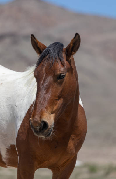 istock Beautiful Wild Horse in Utah 1339846093