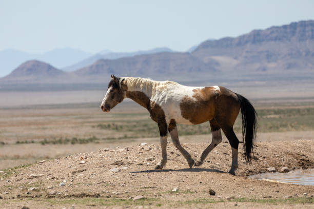 istock Beautiful Wild Horse in Utah 1339846275