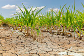 Cornfield with corn crop damage and cracked soil. Weather,  drought and flooding concept.
