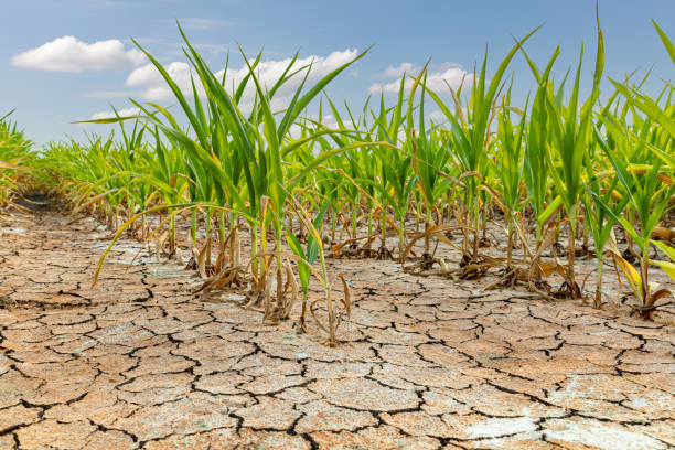 Cornfield with corn crop damage and cracked soil. Weather,  drought and flooding concept. stock photo