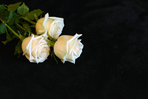 istock Three white roses on black velvet fabric with copy space 1339849852