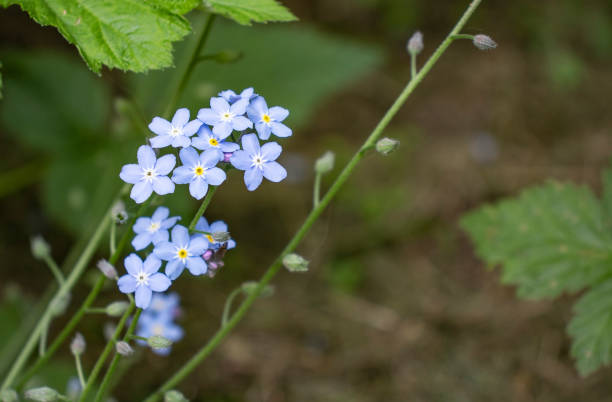 istock Blue flowers in the garden 1339852633