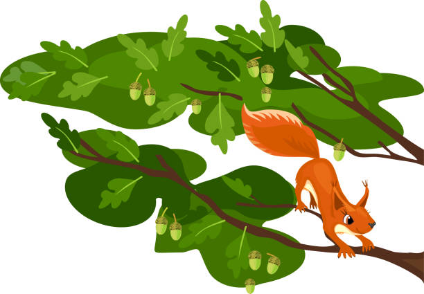 Cartoon Red Squirrel Illustrations, Royalty-Free Vector Graphics & Clip Art  - iStock