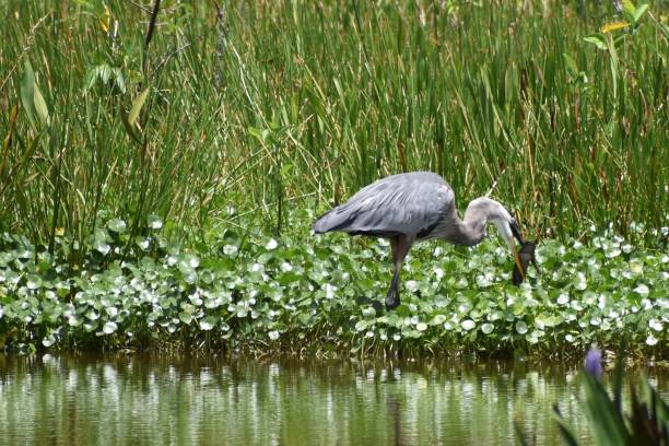 Great blue heron eats prey Great blue heron catching a fish in Delray Beach, Florida, united states big blue crane stock pictures, royalty-free photos & images