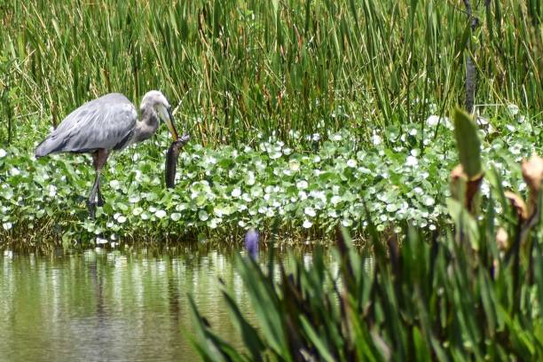 Great blue heron eats prey Great blue heron catching a fish in Delray Beach, Florida, united states big blue crane stock pictures, royalty-free photos & images