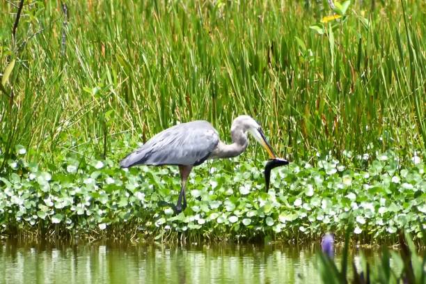 Great blue heron eats prey Great blue heron catching a fish in Delray Beach, Florida, united states big blue crane stock pictures, royalty-free photos & images