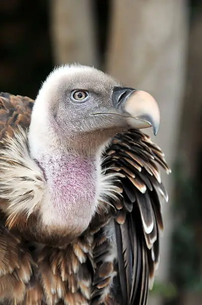 There is a portrait of griffon-vulture