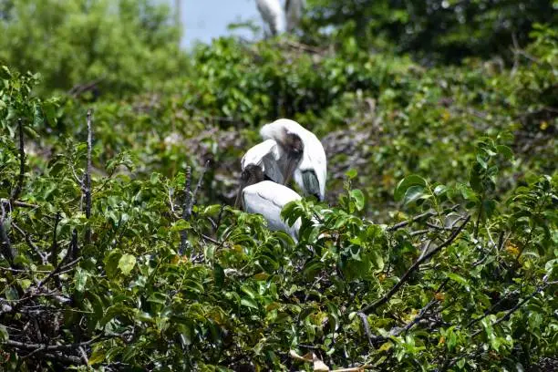 Wood Storks nest in trees above standing water. Males and females gather sticks from the surrounding areas. Together they build a large, bulky stick nest 3–5 feet wide.
