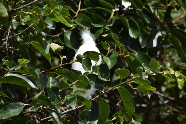 immature baby snowy egret in a nest Baby snowy egret aka egretta thula. wakodahatchee wetlands, delray beach, florida, united states big blue crane stock pictures, royalty-free photos & images
