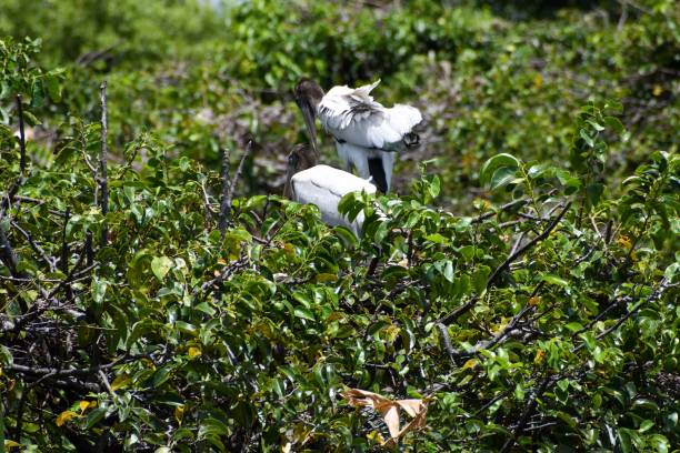 Baby woodstork bird in a nest Wood Storks nest in trees above standing water. Males and females gather sticks from the surrounding areas. Together they build a large, bulky stick nest 3–5 feet wide. big blue crane stock pictures, royalty-free photos & images