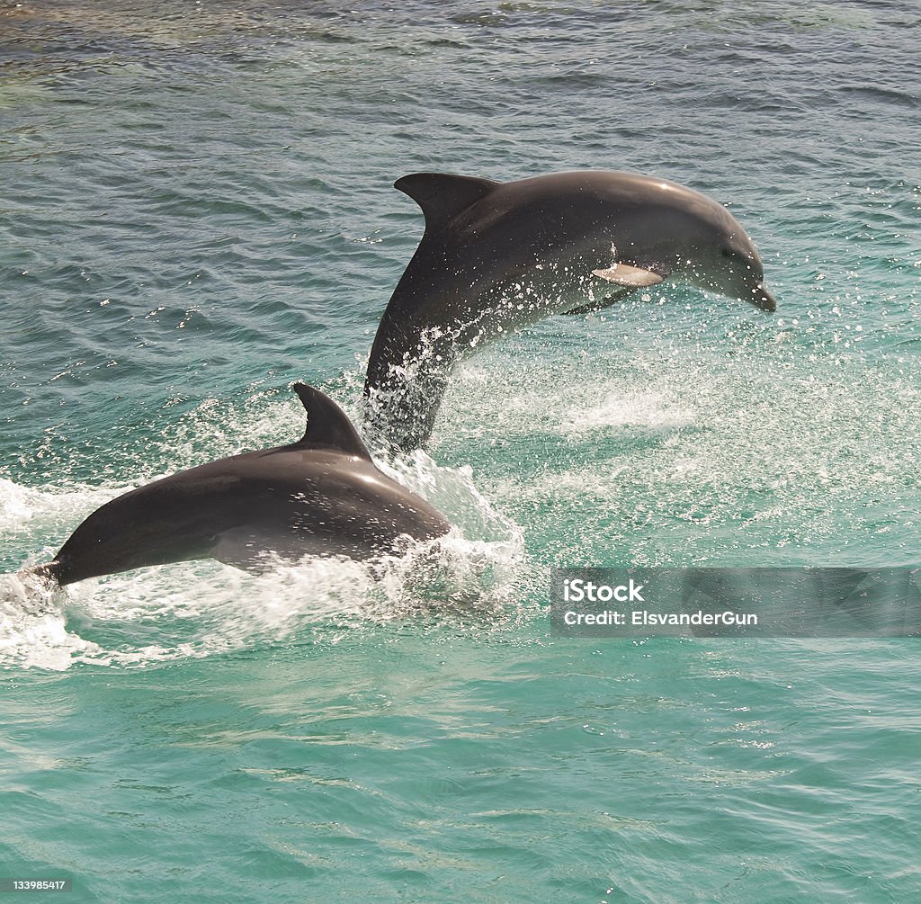 Dolphin - Photo de Bleu libre de droits