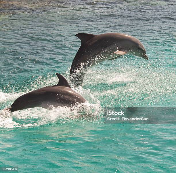 Photo libre de droit de Dolphin banque d'images et plus d'images libres de droit de Bleu - Bleu, Dauphin, Eau