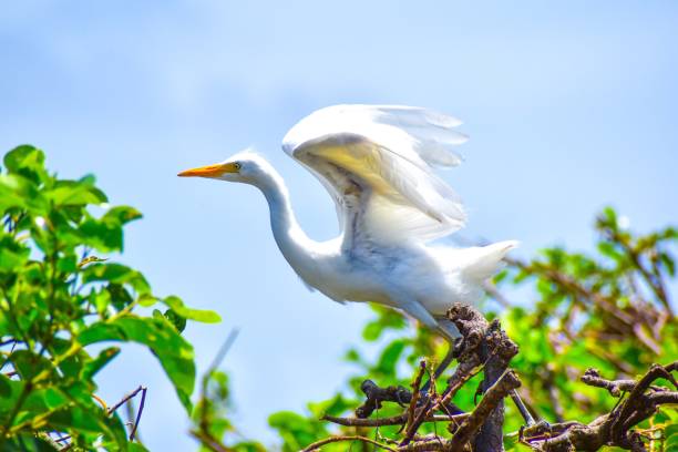 gran pájaro blanco camina en el pantano. - wading bird everglades national park egret fotografías e imágenes de stock