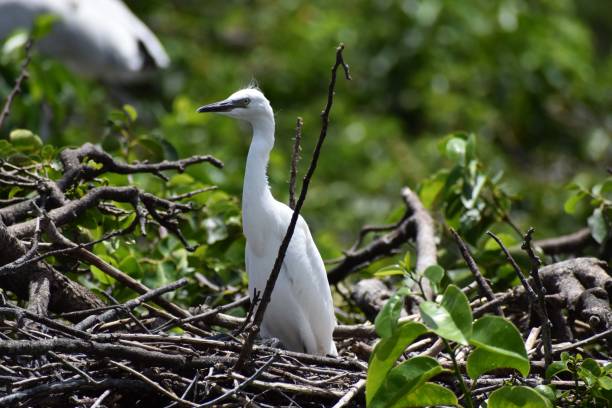 immature baby snowy egret in a nest Baby snowy egret aka egretta thula. wakodahatchee wetlands, delray beach, florida, united states big blue crane stock pictures, royalty-free photos & images
