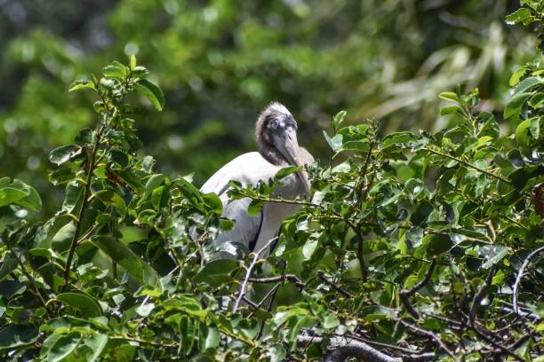 Baby woodstork bird in a nest Wood Storks nest in trees above standing water. Males and females gather sticks from the surrounding areas. Together they build a large, bulky stick nest 3–5 feet wide. big blue crane stock pictures, royalty-free photos & images