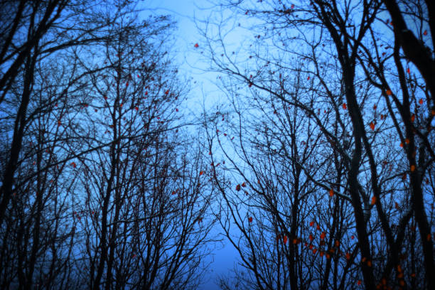 istock Red leaves under the snowy sky 1339854897