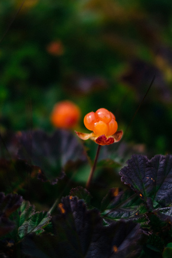 Fresh cloudberry on the forest ground.