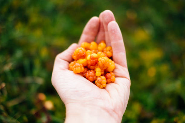 Closeup of freshly harvested cloudberries in a male hand. Harvested in Fulufjellet National Park, Trysil, Norway.