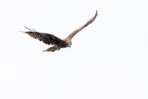 Black Kite flying in sky with while background
