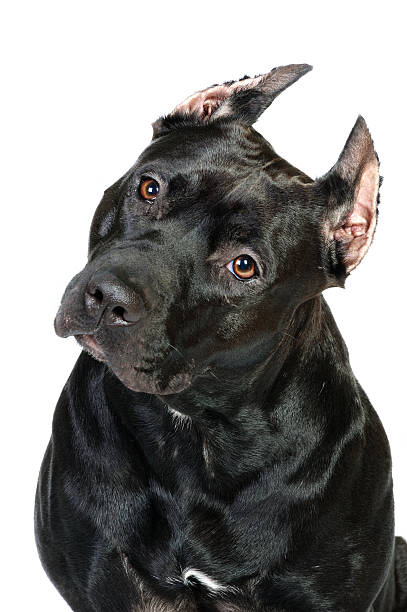 istock Portrait of a black pitbull terrier dog 133985619
