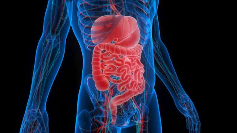 19,857 Human Digestive System Stock Videos and Royalty-Free Footage - iStock | Human digestive system illustration, Human digestive system anatomy, Human digestive system vector 19,857 Human Digestive System Stock Videos and Royalty-Free Footage - iStock | Human digestive system illustration, Human digestive system anatomy, Human digestive system vector