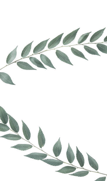 istock Branch of green leaves on white background with a copyspace. 1339856381