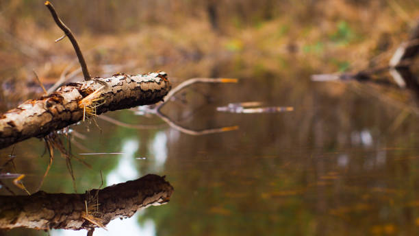 istock Forest of the moors of Gascony 1339856428