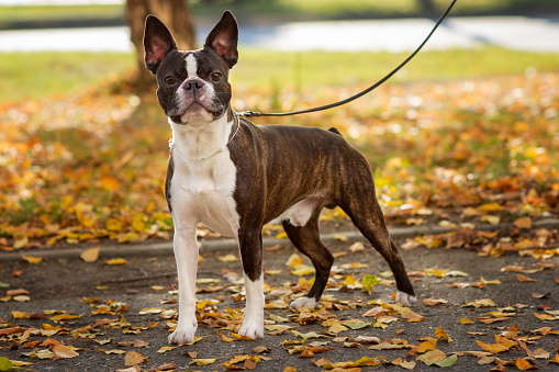 Boston terrier dog outside. Dog in beautiful red and yellow park in autumn outside.