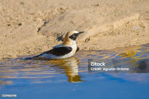 Birds In Freedom And In The Environment Stock Photo - Download Image Now - Agua Volcano, Animal, Animal Wildlife