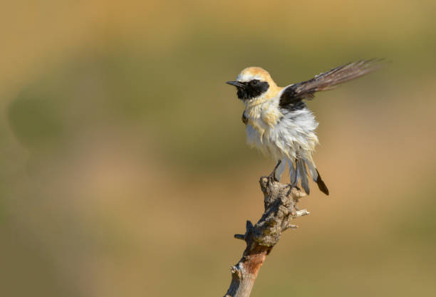 istock Birds in freedom and in the environment. 1339860201