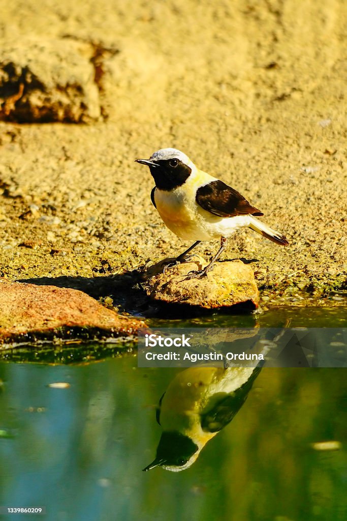Birds in freedom and in the environment. Oenanthe hispanica - Black-throated blonde whelk, is a species of passerine bird in the Muscicapidae family. Agua Volcano Stock Photo
