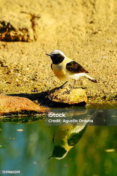 Birds In Freedom And In The Environment Stock Photo - Download Image Now - Agua Volcano, Animal, Animal Wildlife