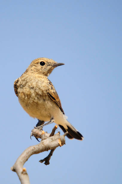 istock Birds in freedom and in the environment. 1339860217