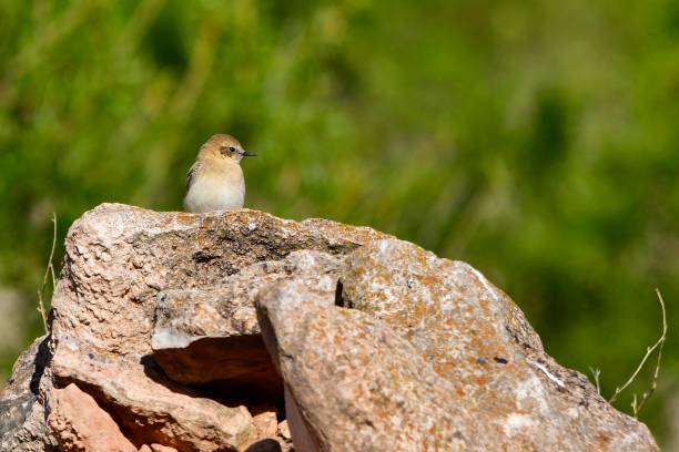 istock Birds in freedom and in the environment. 1339860229