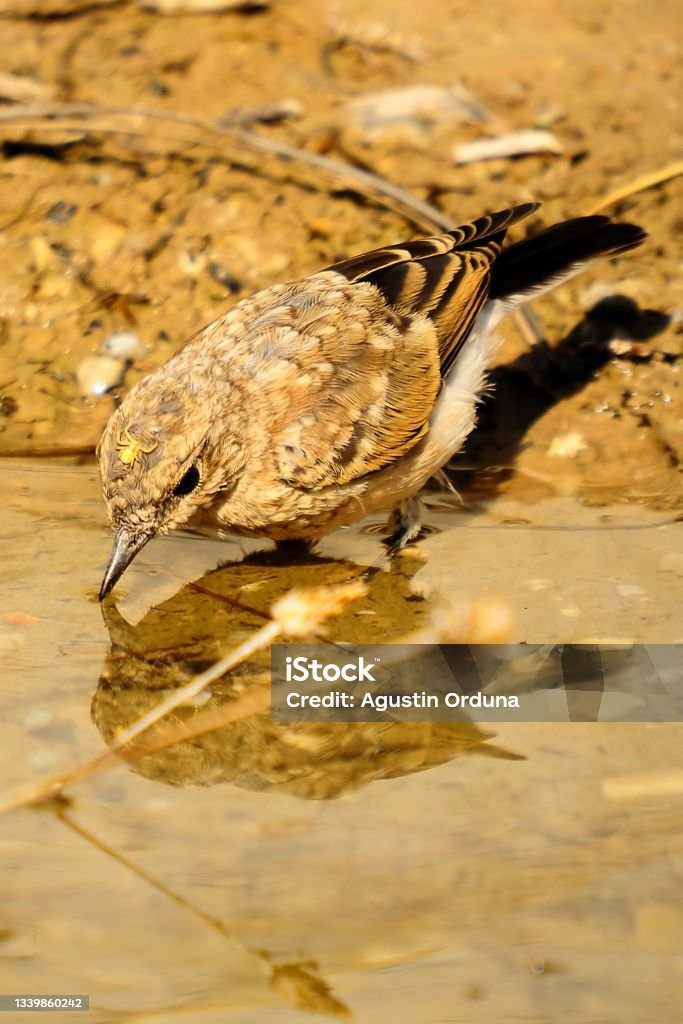 Birds in freedom and in the environment. Oenanthe hispanica - Whitetail, is a species of passerine bird of the Muscicapidae family. Agua Volcano Stock Photo