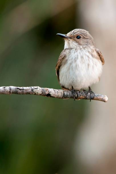 istock Birds in freedom and in the environment. 1339860270