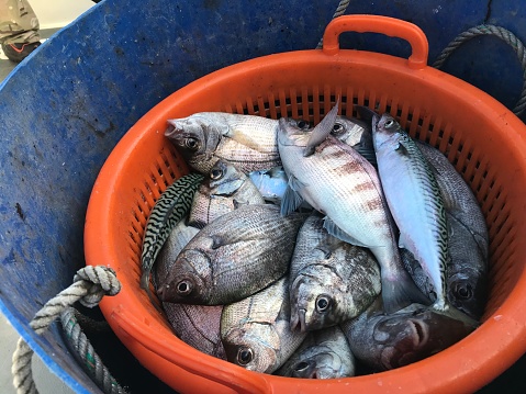 An orange bucket containing the days charter fishing catch, a mixture of Black Bream and Mackerel.
