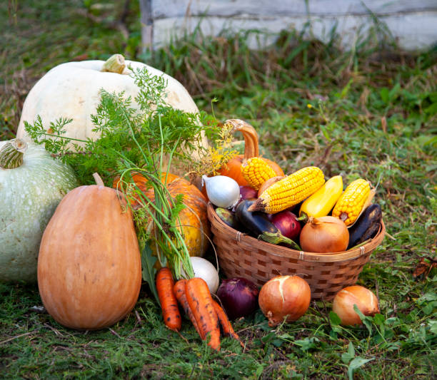 istock Organic Fruits and vegetables in basket on grass background. 1339862018