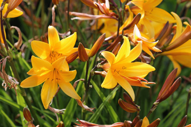 istock Orange daylily flowers in close up 1339863133