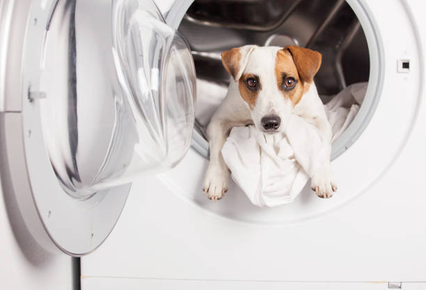 istock Dog in washer 1339864617