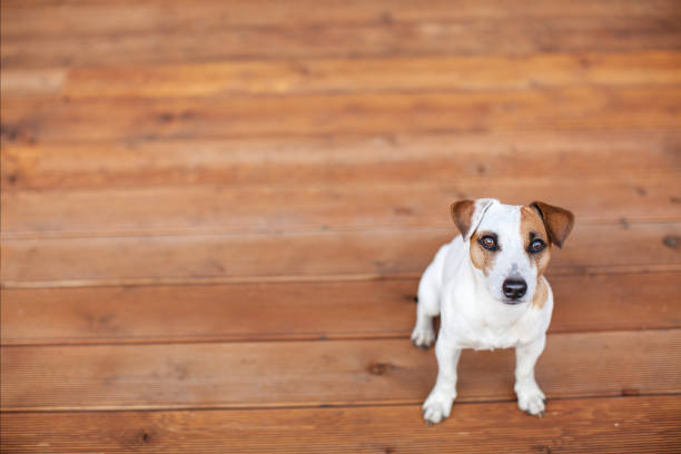 istock Dog at on wooden floor 1339864624