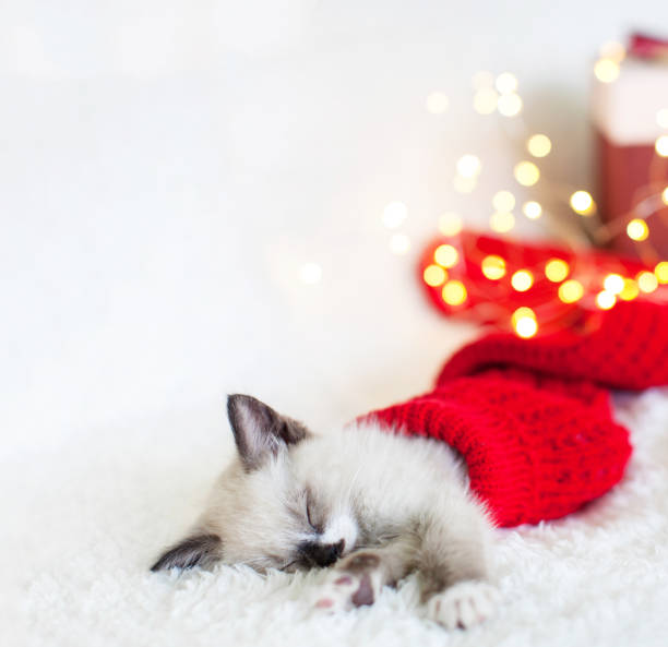 istock Kitten sleep in christmas hat 1339864722