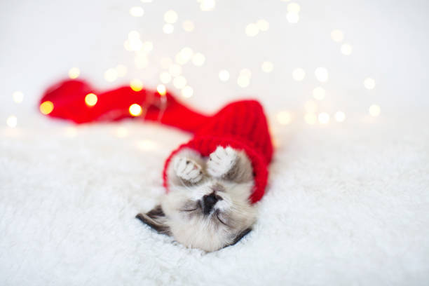 istock Kitten sleep in red christmas sock 1339864739