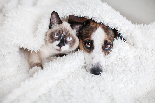 Cat and dog together under white plaid. Friendship kitten and puppy. Dog and cat friends