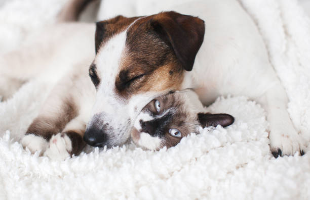 istock Cat and dog together on white plaid 1339864830