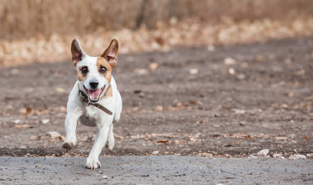 istock Running dog at autumn 1339864832