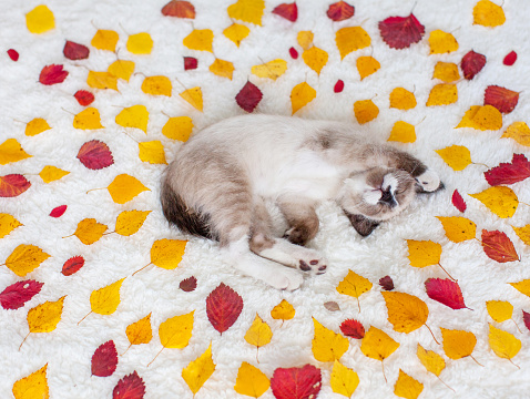 Kitten sleeping in autumn leaves. Cat with yellow and red leaves on white blanket