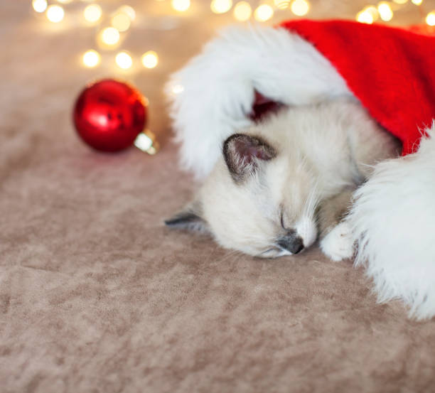 istock Kitten sleep in christmas hat 1339865712